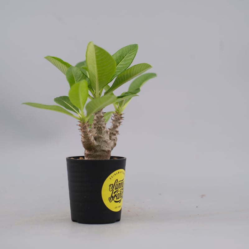 パキポディウム ウィンゾリー 実生株 060 Pachypodium windsorii |