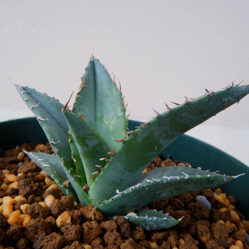 Agave titanota Blue チタノタ ブルー 実生株③ | Sunny Branch