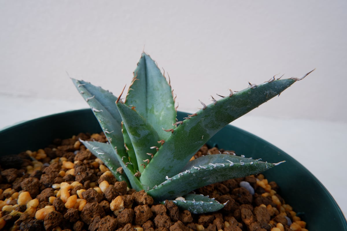 117 沖縄産 アガベ チタノタ ブルー 実生 実生選抜株】アガベ