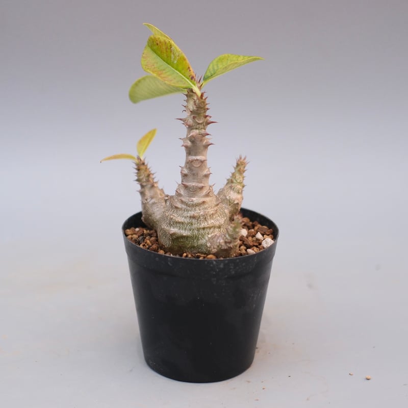 パキポディウム ウィンゾリー 実生株 122 Pachypodium windsorii |