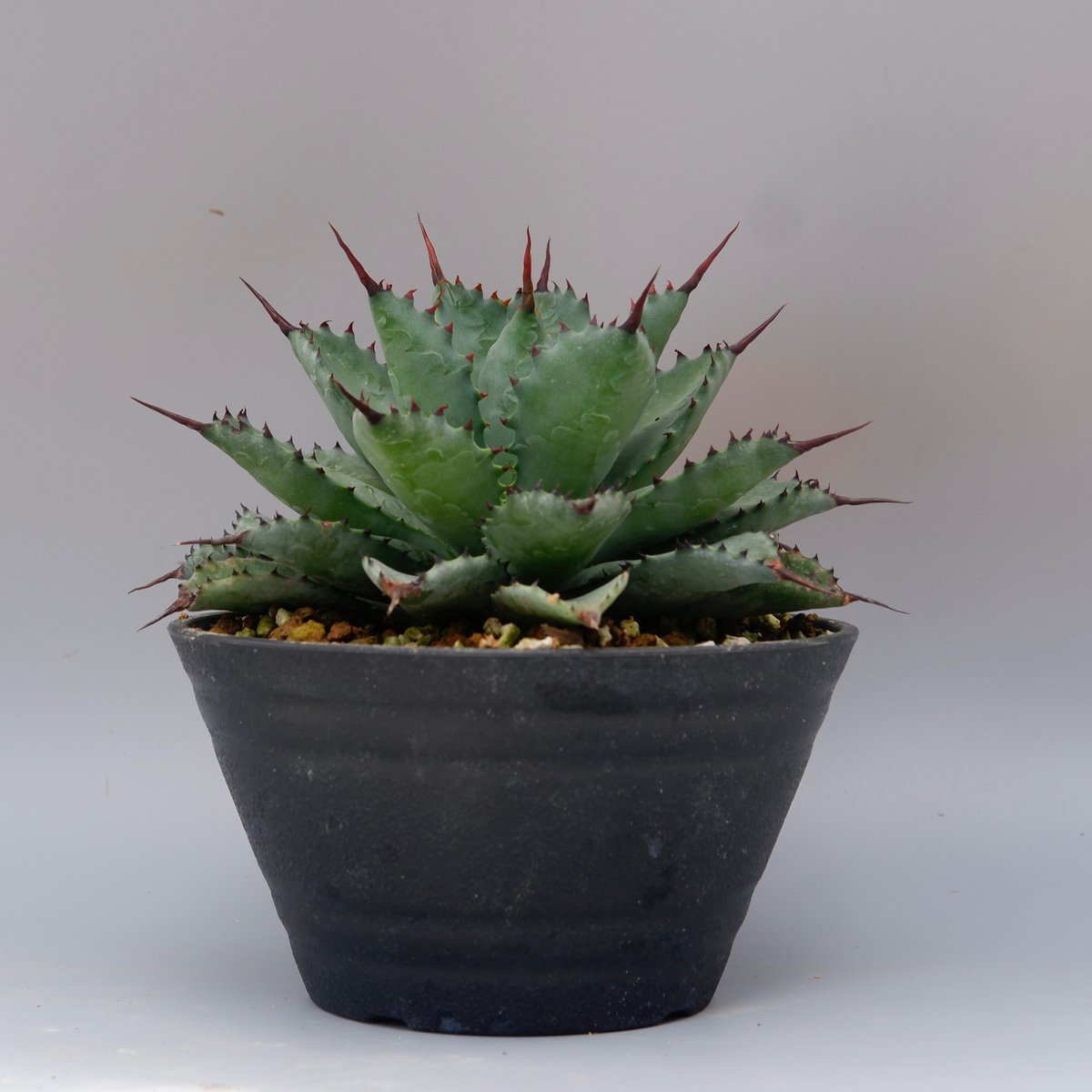 曲刺八雷(八荒殿×雷神 Agave macroacantha × potatorum)八荒 曲刺八雷(八荒殿×雷神 Agave macroacantha × potatorum)八荒
