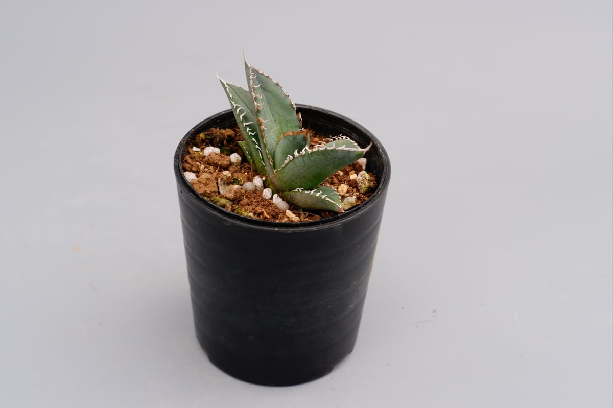 オテロイ　実生 アガベ オテロイ 実生株 Agave oteroi seeding 101 | Sunny