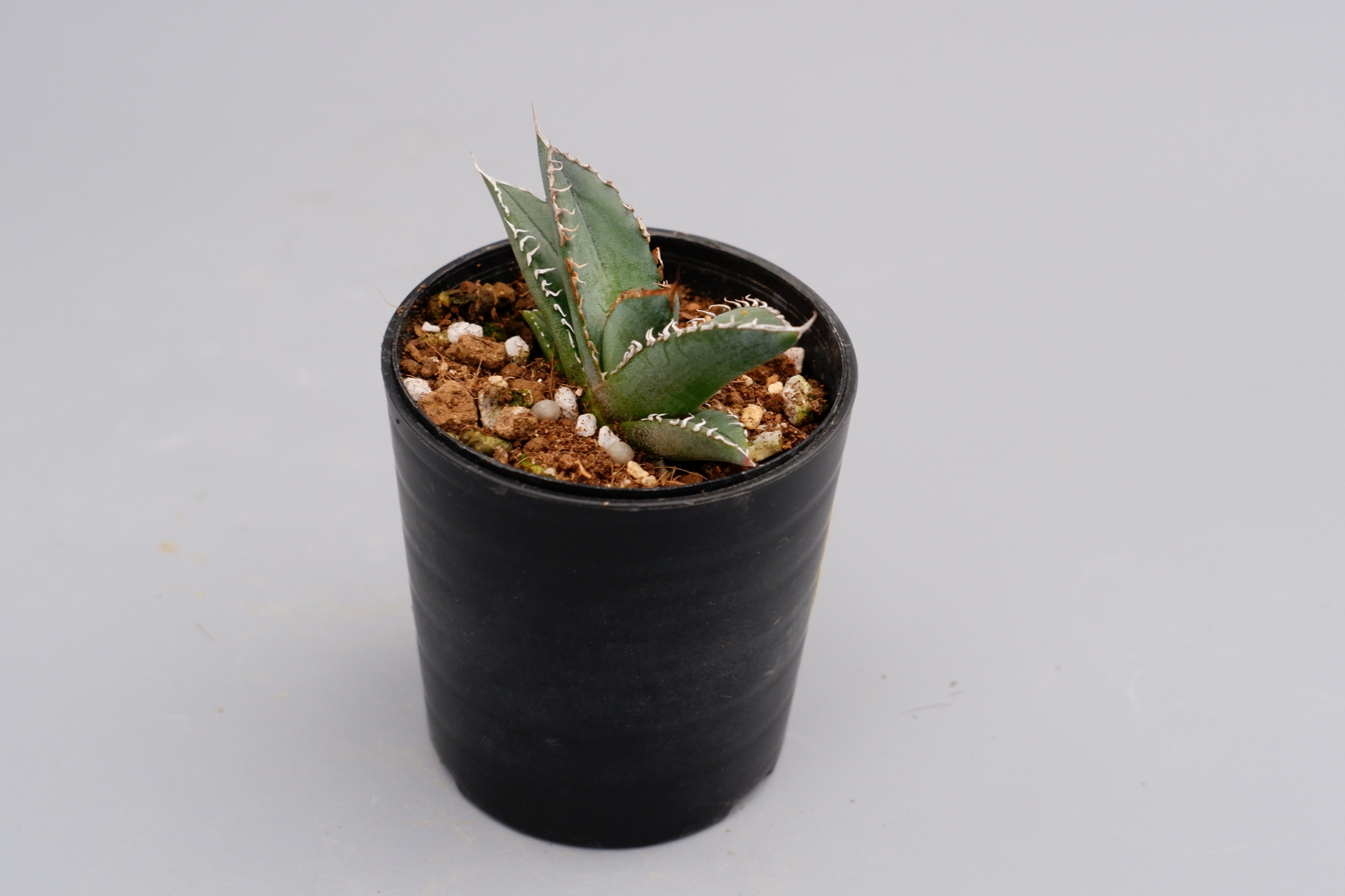アガベ オテロイ 実生株 Agave oteroi seeding 064 | Sunny