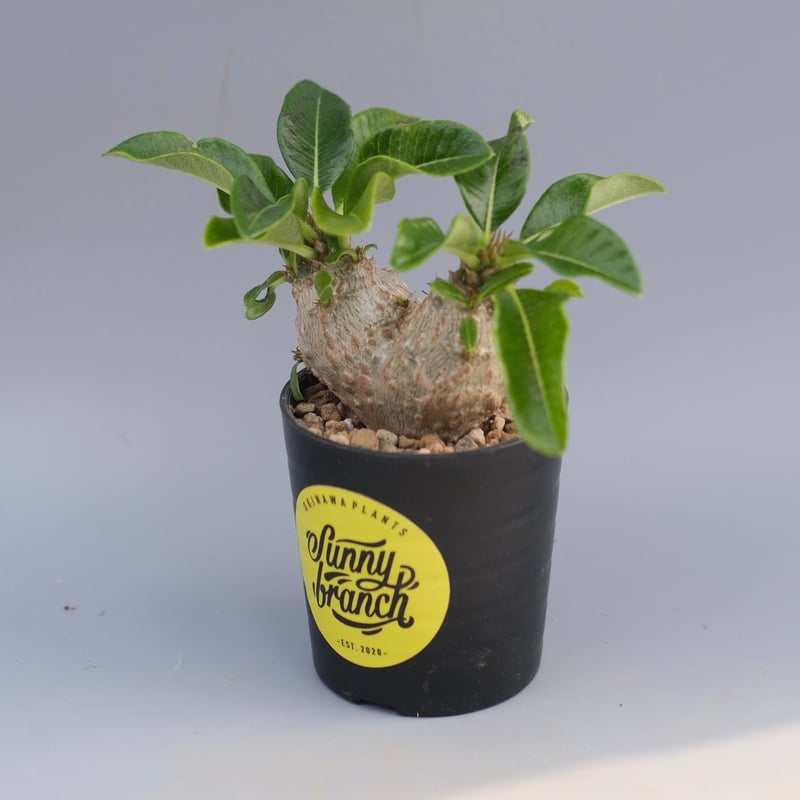 パキポディウム ウィンゾリー 実生株 095 Pachypodium windsorii |