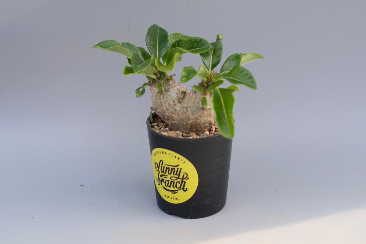 パキポディウム ウィンゾリー 実生株 095 Pachypodium windsorii |