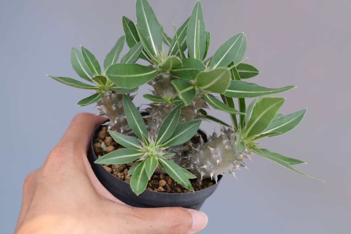 パキポディウム ロスラーツム 実生株 016 Pachypodium rosulatum ve