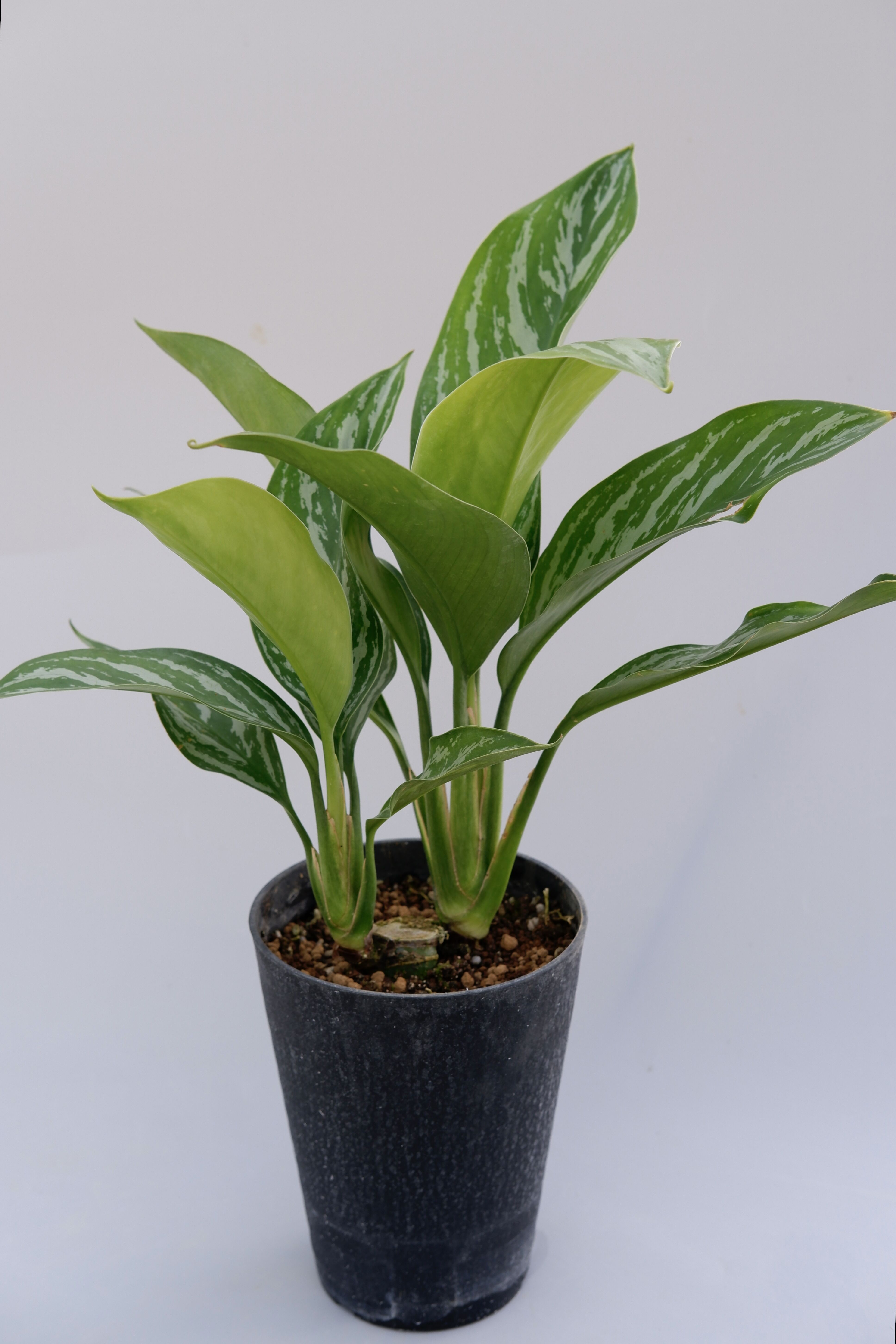アグラオネマ ニティドゥーム カーティシー Aglaonema nitidum Curtisi