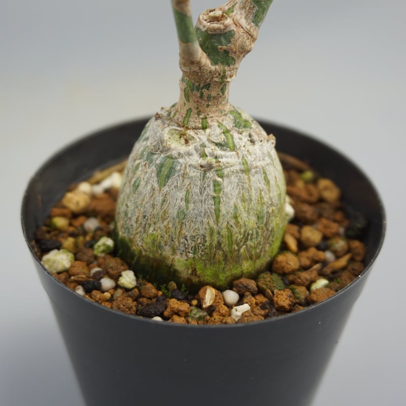 まんまる型 プセウド ボンバックス 047 Pseudobombax ellipticum |