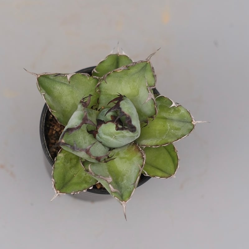 アガベ チタノタ ブラックアンドブルー Agave titanota BB 103 | Sun
