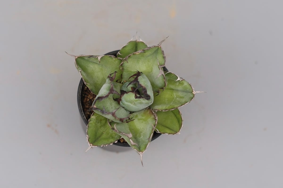 アガベ チタノタ ブラックアンドブルー Agave titanota BB 103 | Sun