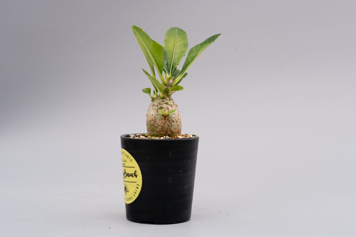 パキポディウム ウィンゾリー 実生株 016 Pachypodium windsorii |