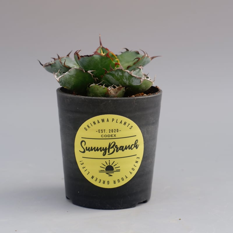 アガベ チタノタ ブラックアンドブルー Agave titanota BB 064 | Sun