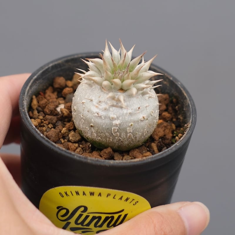 ●レア種 現地株 Pachypodium enigmaticum. パキポディウム エニグマチカム 実生株 Pachypodium enigmaticum