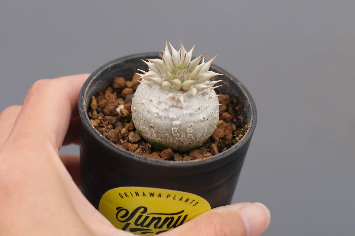 パキポディウム エニグマチカム 実生株 Pachypodium enigmaticum 005