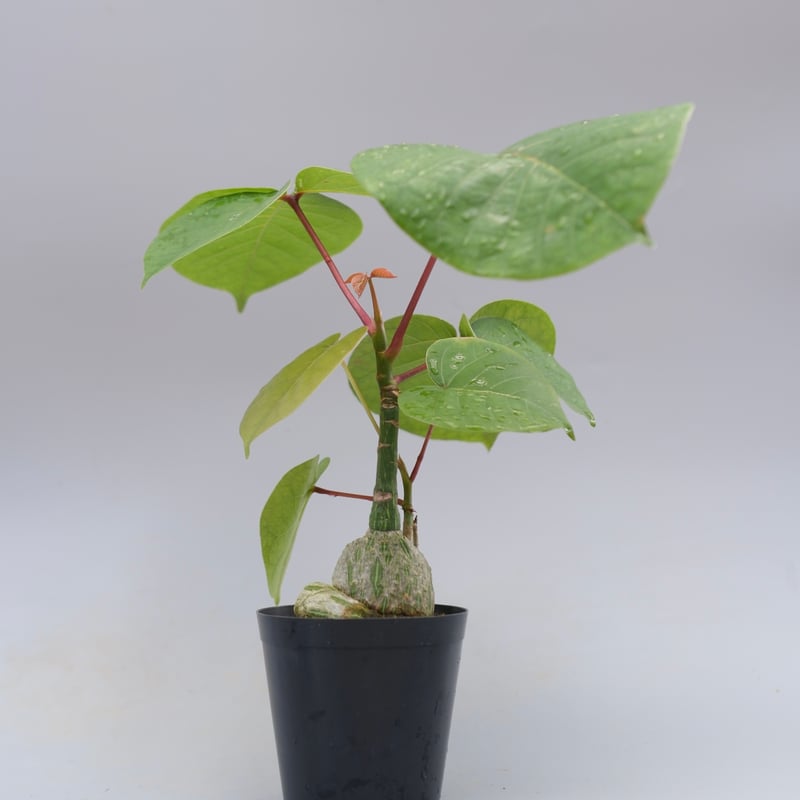 まんまる型 プセウド ボンバックス 051 Pseudobombax ellipticum |