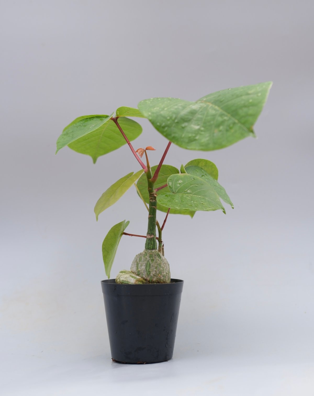 まんまる型 プセウド ボンバックス 051 Pseudobombax ellipticum |