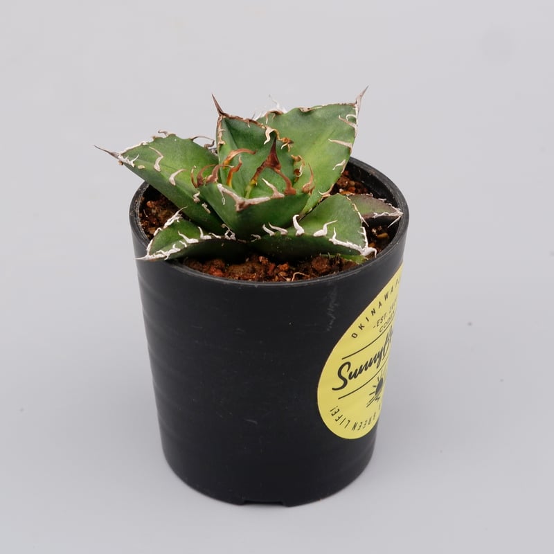 アガベ チタノタ シーザー Agave titanota caesar 111 | Sunny
