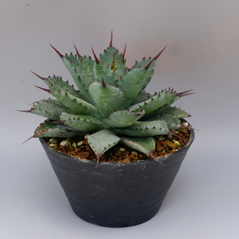 曲刺八雷(八荒殿×雷神 Agave macroacantha × potatorum)八荒 曲刺八雷(八荒殿×雷神 Agave macroacantha × potatorum)八荒