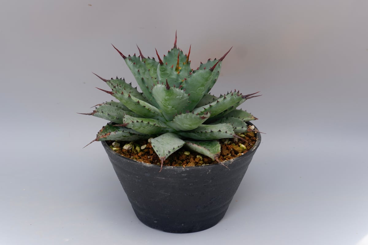 曲刺八雷（八荒殿×雷神 Agave macroacantha × potatorum）八荒