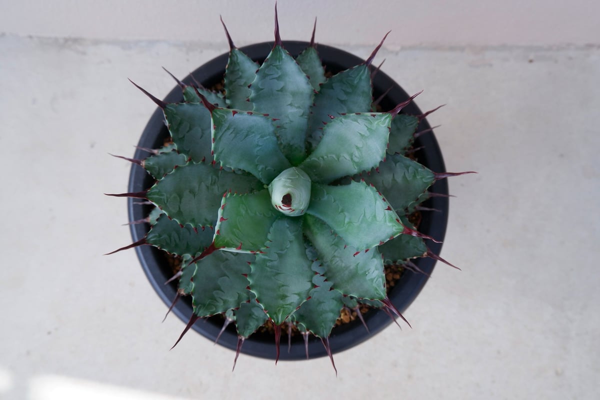 台湾Agave 曲刺八雷(八荒殿×雷神 Agave macroacantha × potato 台湾Agave 曲刺八雷(八荒殿×雷神 Agave macroacantha × potato