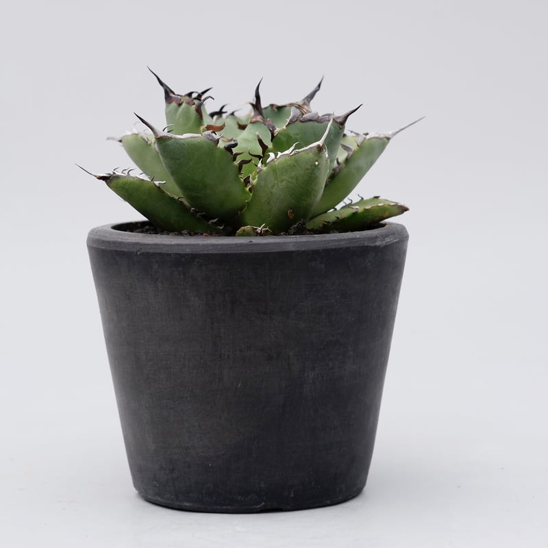 希少　アガベ　チタノタ　黒鯨　Agave titanota アガベ チタノタ 黒鯨 Agave titanota black whales No.3 |