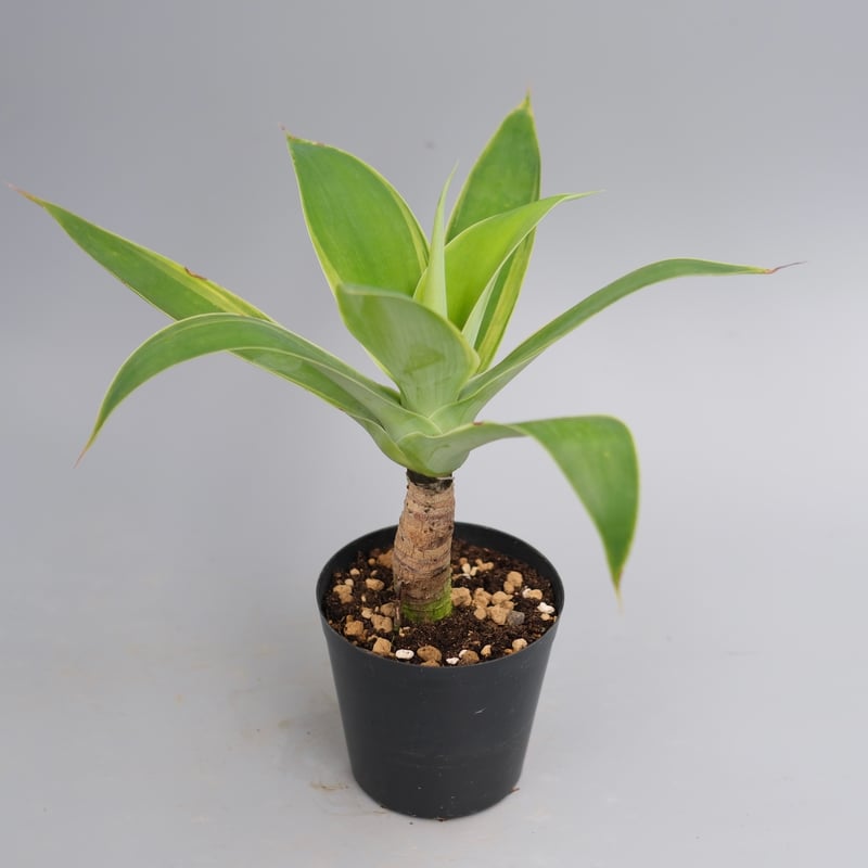 斑入り】アガべ アテナータ Agave attenuata 'Variegata' 003