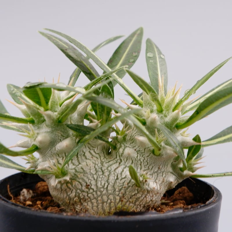 ★*★様 パキポディウム ロスラーツム 実生8年目株 パキポディウム ロスラーツム 実生8年目株