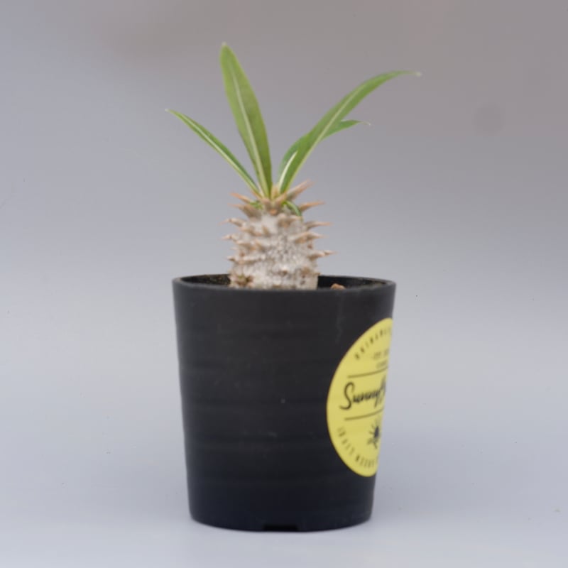パキポディウム ロスラーツム 実生株 010 Pachypodium rosulatum v