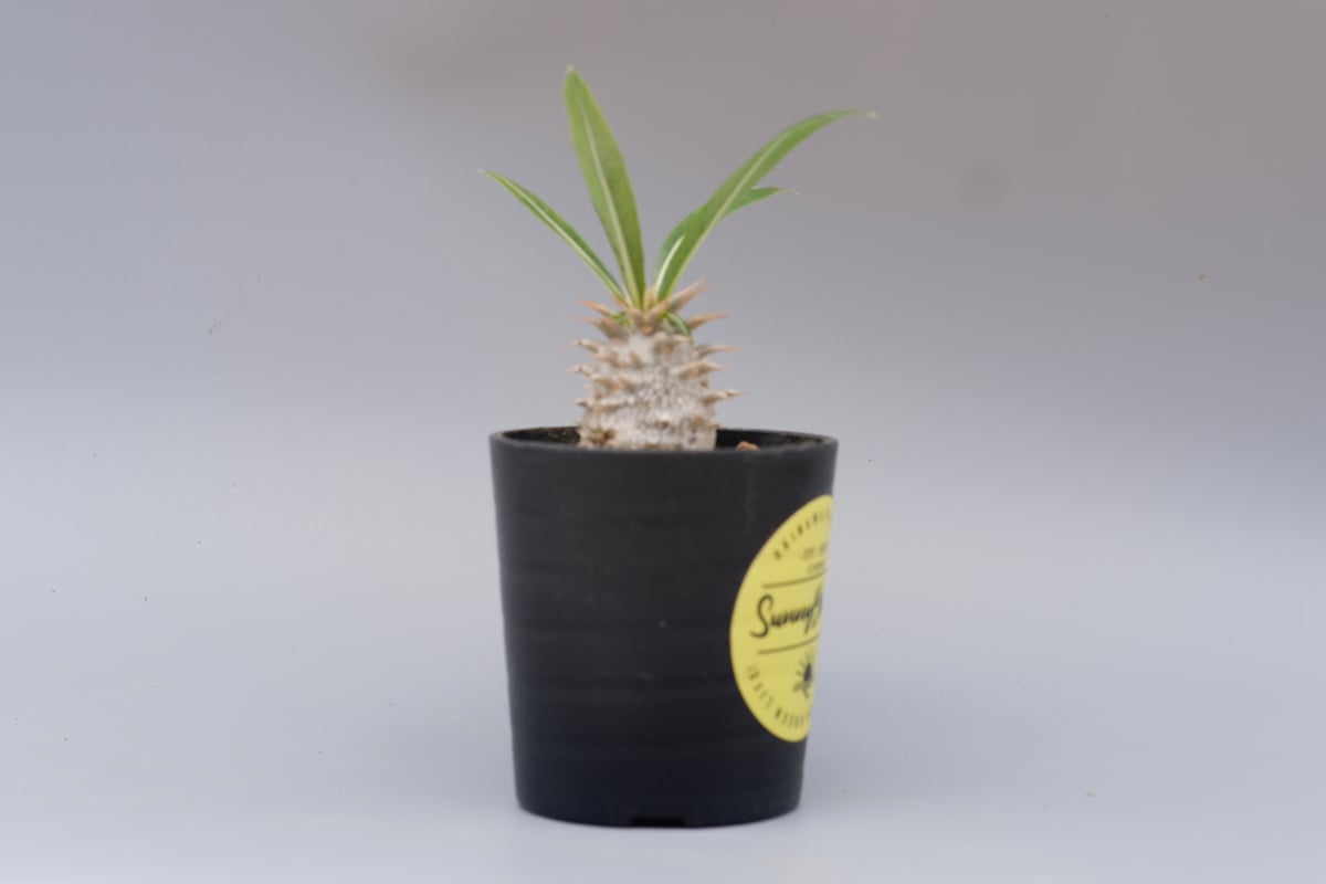 パキポディウム ロスラーツム 実生株 010 Pachypodium rosulatum v