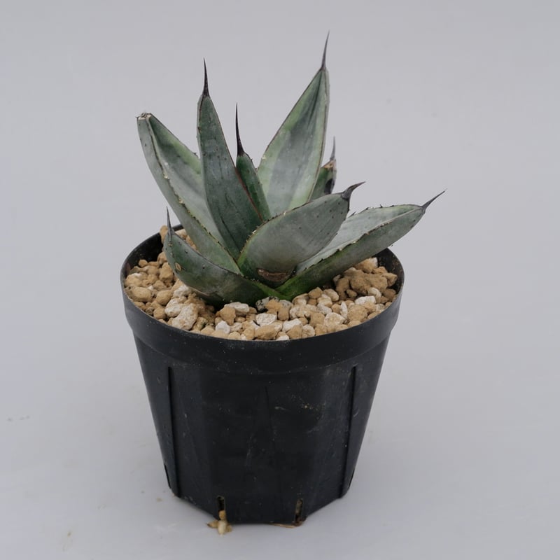 アガベ シャークバイト001 Agave Sharkbite | Sunny Branch