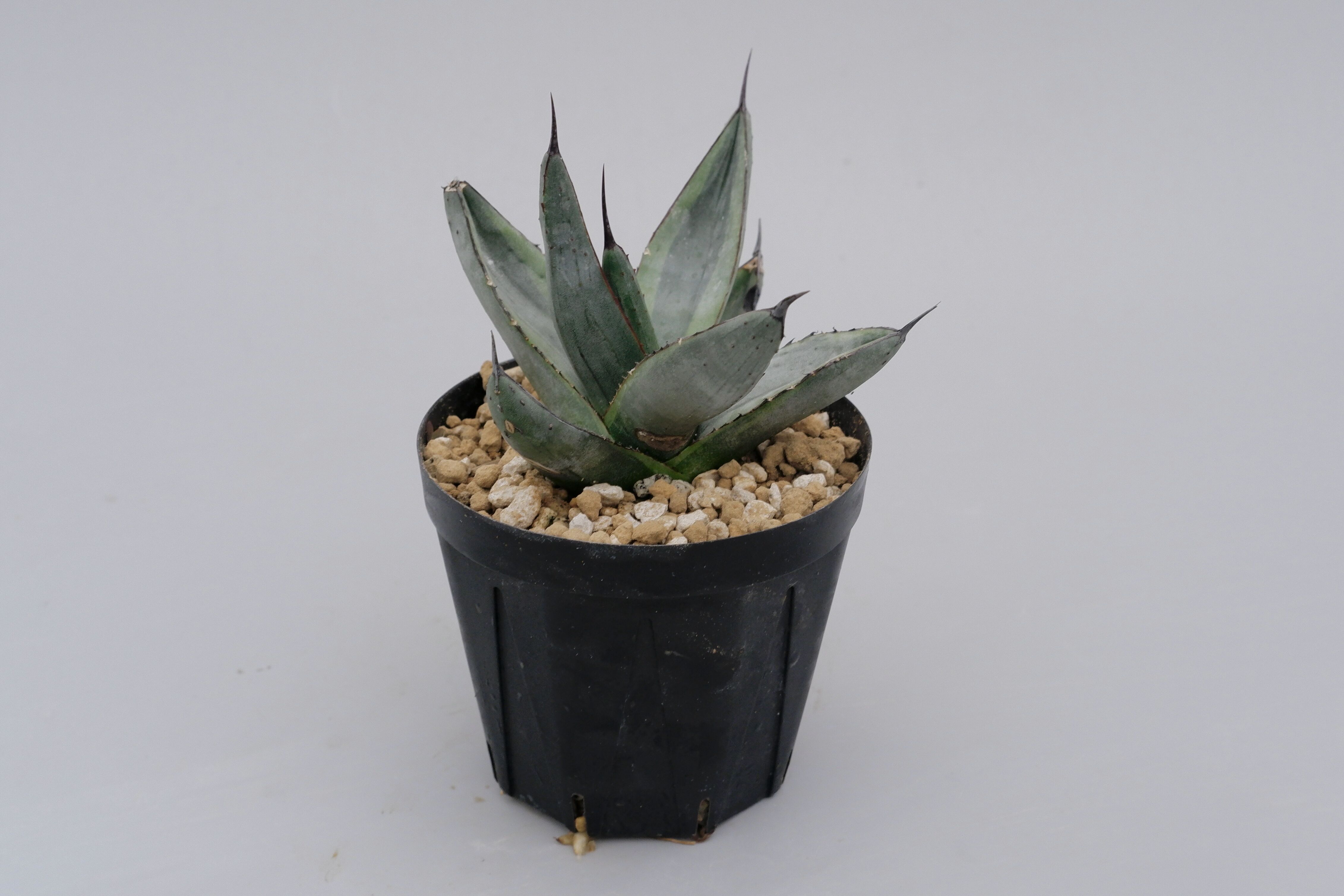 アガベ シャークバイト001 Agave Sharkbite | Sunny Branch