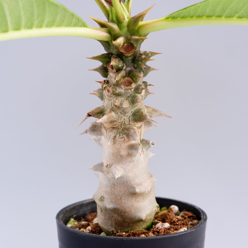 パキポディウム バロニー実生株 014 Pachypodium baronii | Sunn