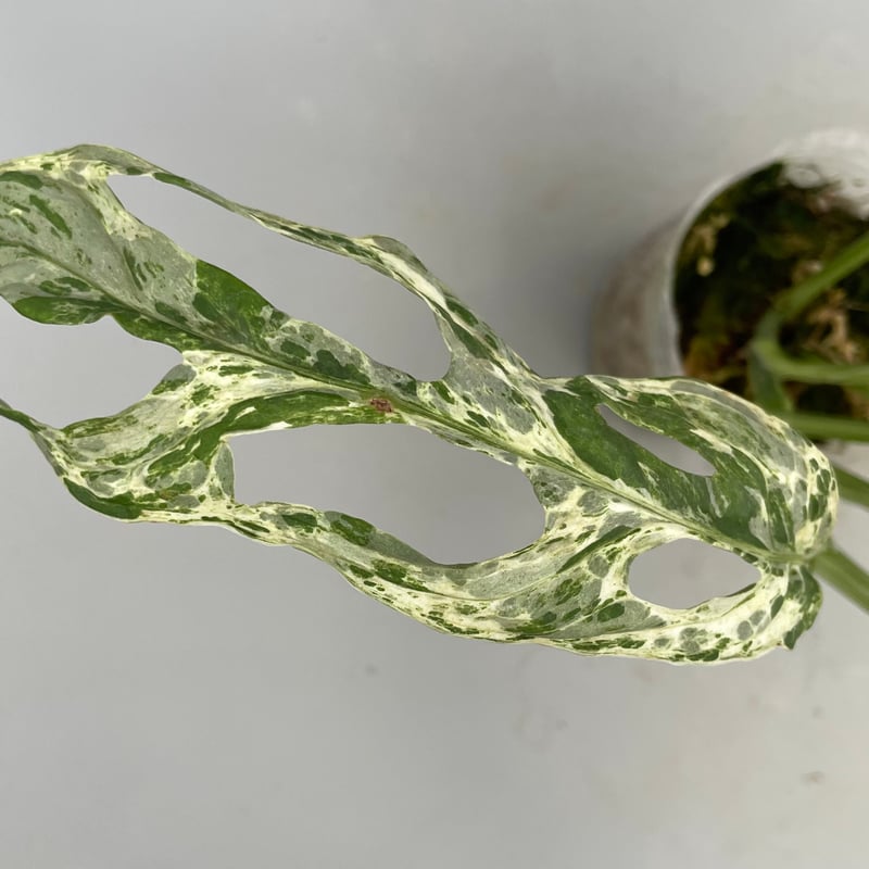 モンステラ アダンソニー バリエガータ ミント 斑入り Monstera