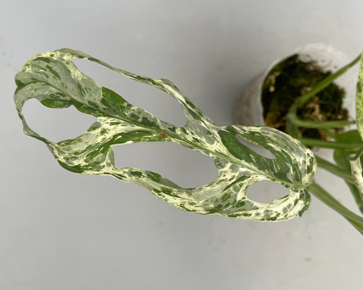 モンステラ アダンソニー バリエガータ ミント 斑入り Monstera