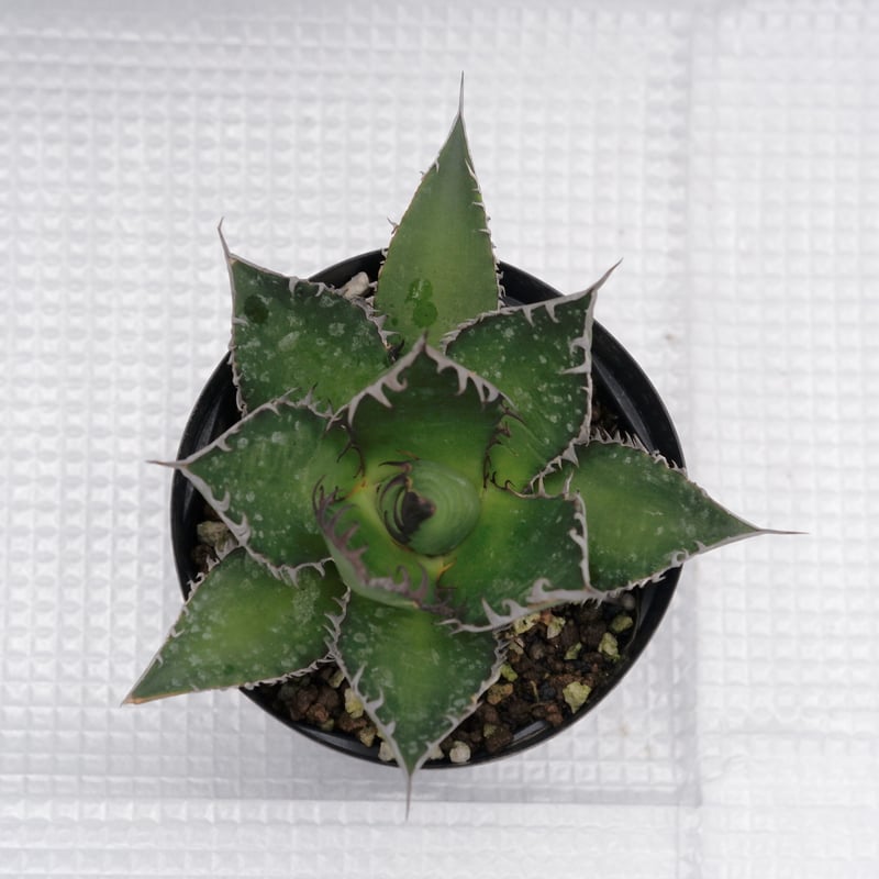 アガベ ホリダ 023 Agave horrida 強棘 | Sunny Branch