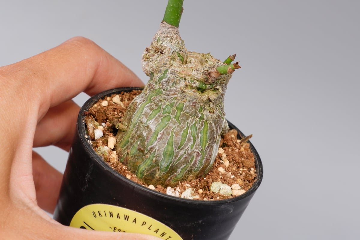 【こたろう】Pseudobombax Ellipticum ボンバックス プセウドボンバックス エリプティクム / Pseudobombax