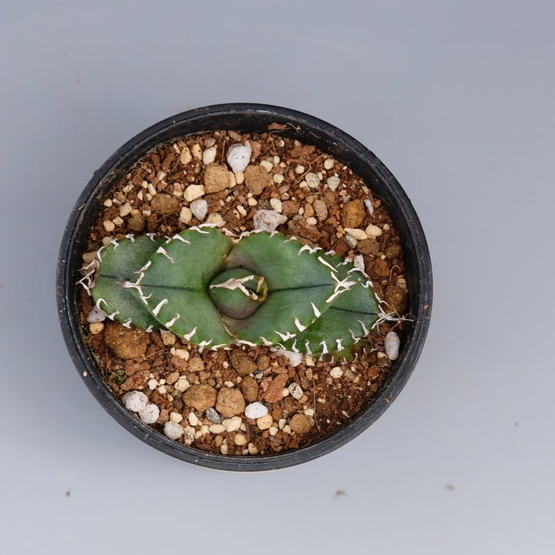 アガベ オテロイ 実生株 Agave oteroi seeding 088 | Sunny