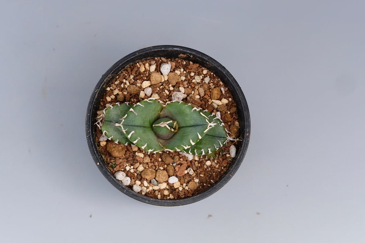 アガベ オテロイ 実生株 Agave oteroi seeding 088 | Sunny