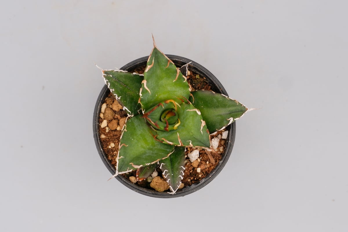 アガベ チタノタ　シーザー アガベ チタノタ シーザー Agave titanota caesar 102 | Sunny