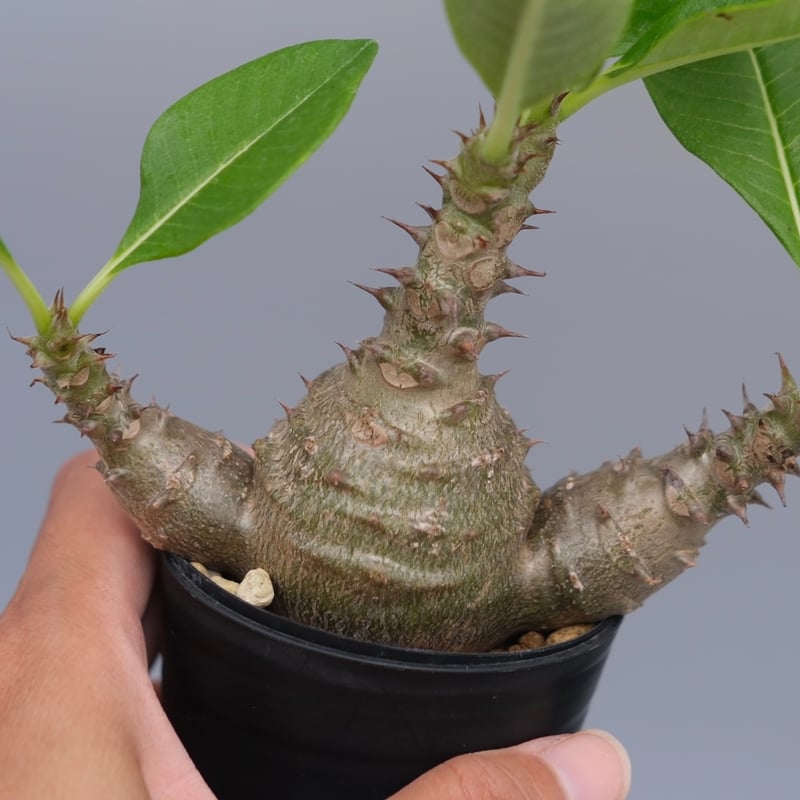 パキポディウム ウィンゾリー 実生株 074 Pachypodium windsorii |