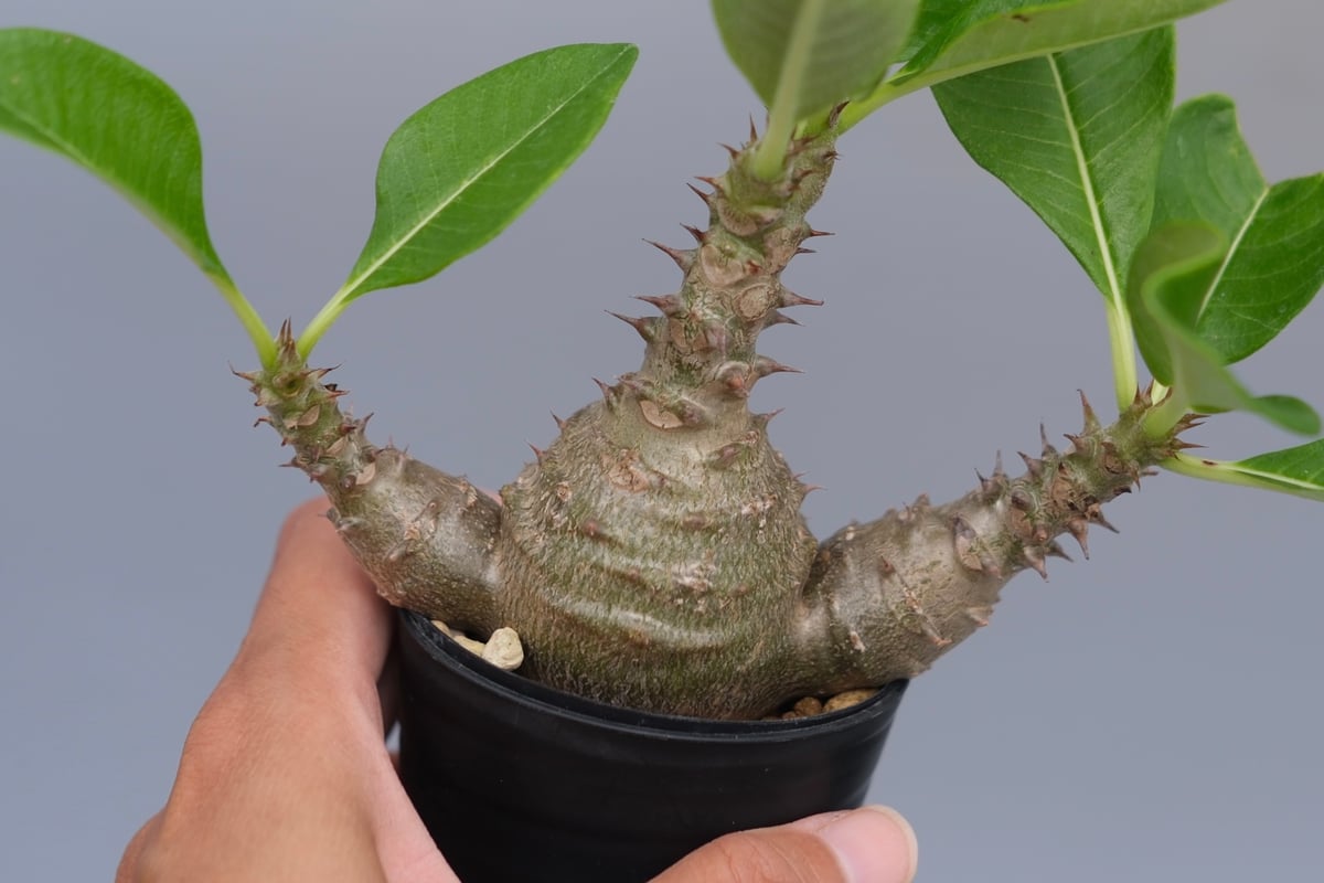 パキポディウム ウィンゾリー 実生株 074 Pachypodium windsorii |