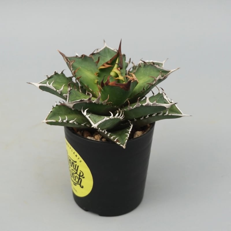 アガベ チタノタ レッドキャットウィーズル Agave titanota Red Catwee