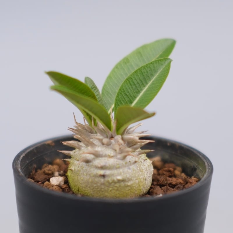 パキポディウム エニグマチカム 実生株 Pachypodium enigmaticum 008