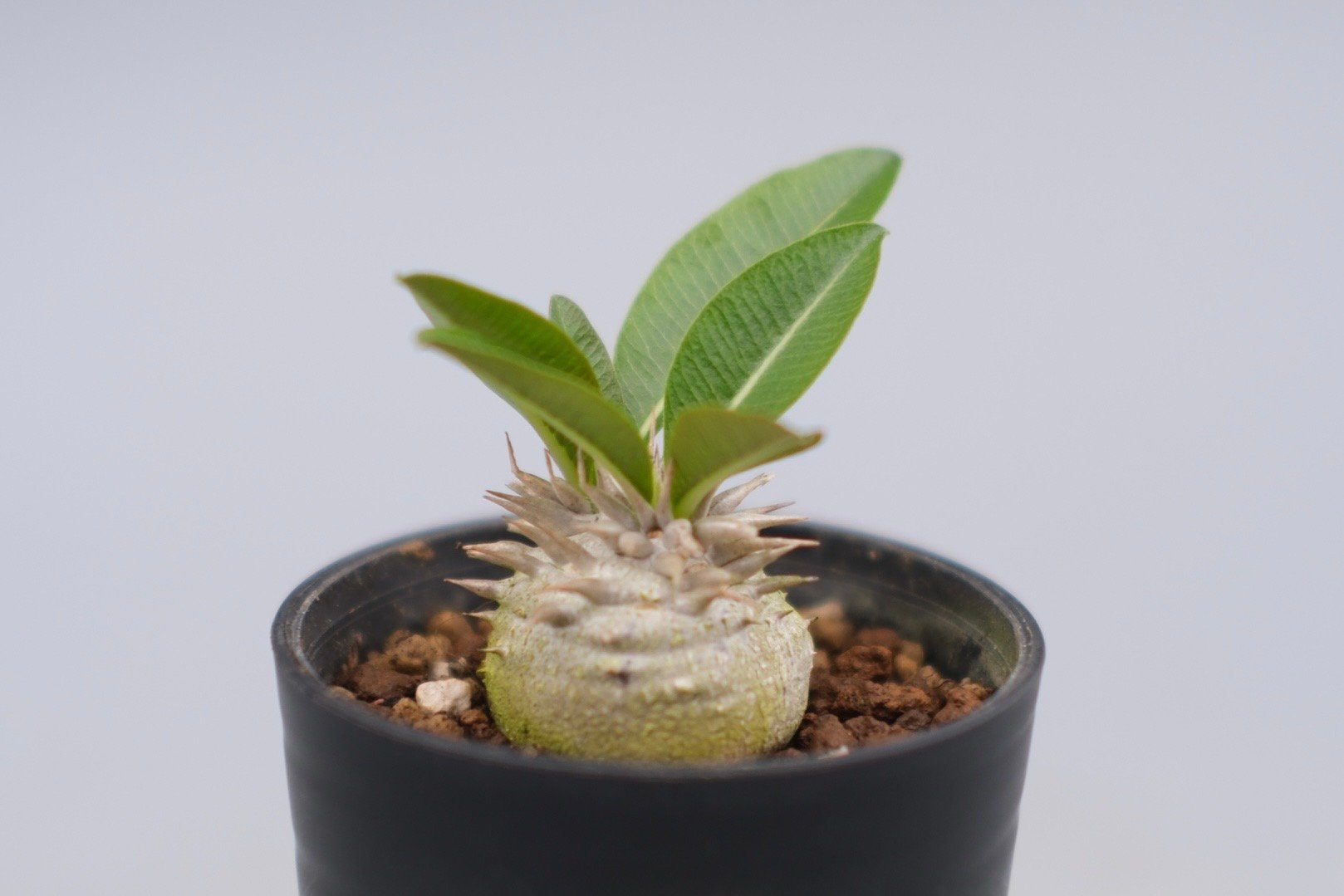 パキポディウム エニグマチカム 実生株 Pachypodium enigmaticum 008