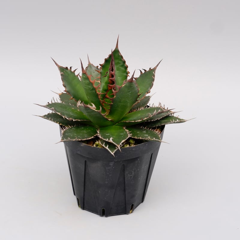 アガベ ホリダ 044 Agave horrida 強棘 | Sunny Branch