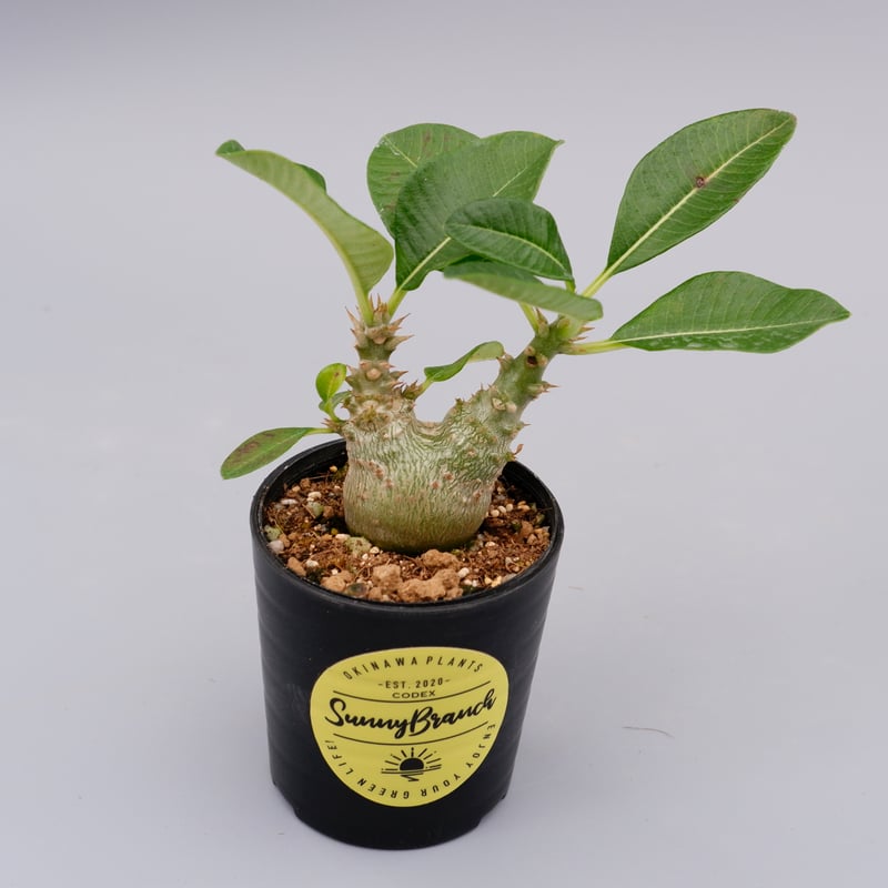 パキポディウム ウィンゾリー 実生株 017 Pachypodium windsorii |