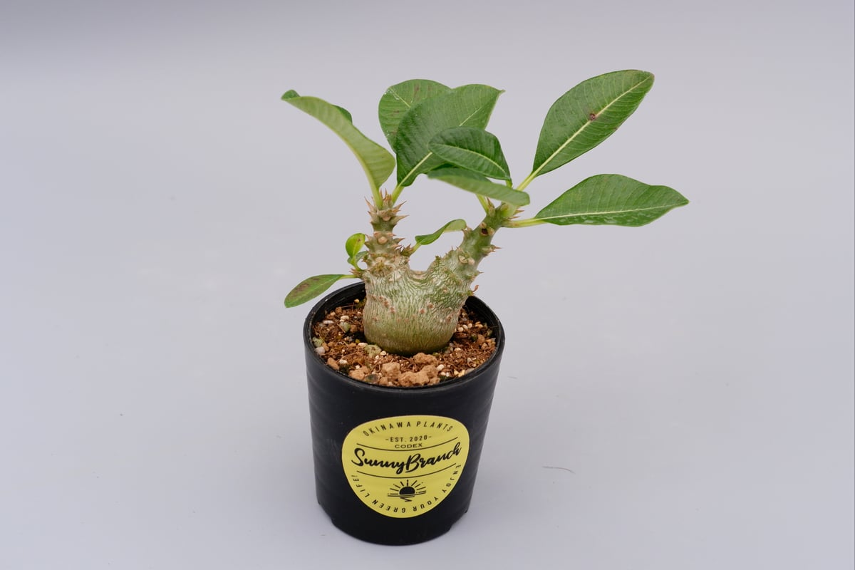 パキポディウム ウィンゾリー 実生株 017 Pachypodium windsorii |