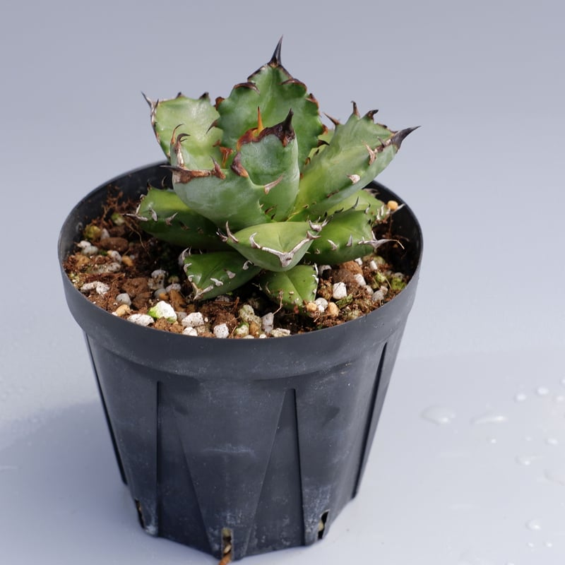 アガベ チタノタ 姫厳竜026 Agave titanota | Sunny Branch