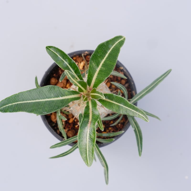 パキポディウム カクチペス 実生株 011 Pachypodium cactipes