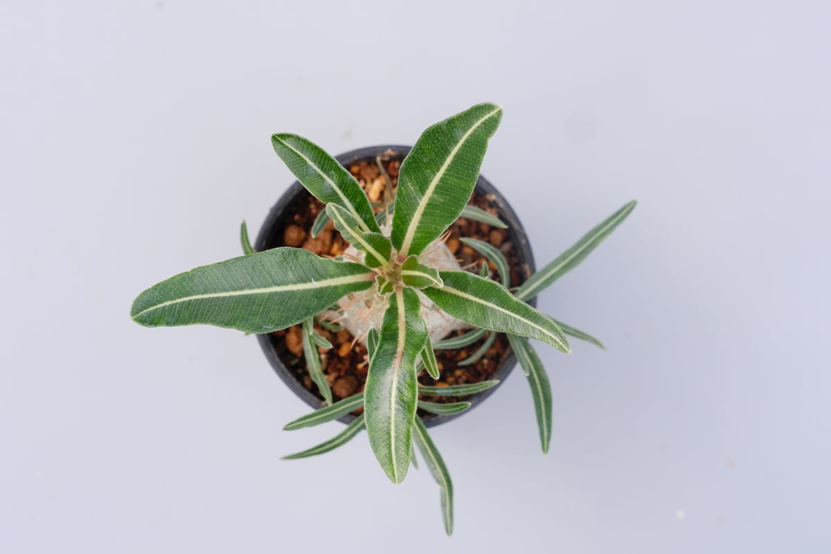 パキポディウム カクチペス 実生株 011 Pachypodium cactipes | Su